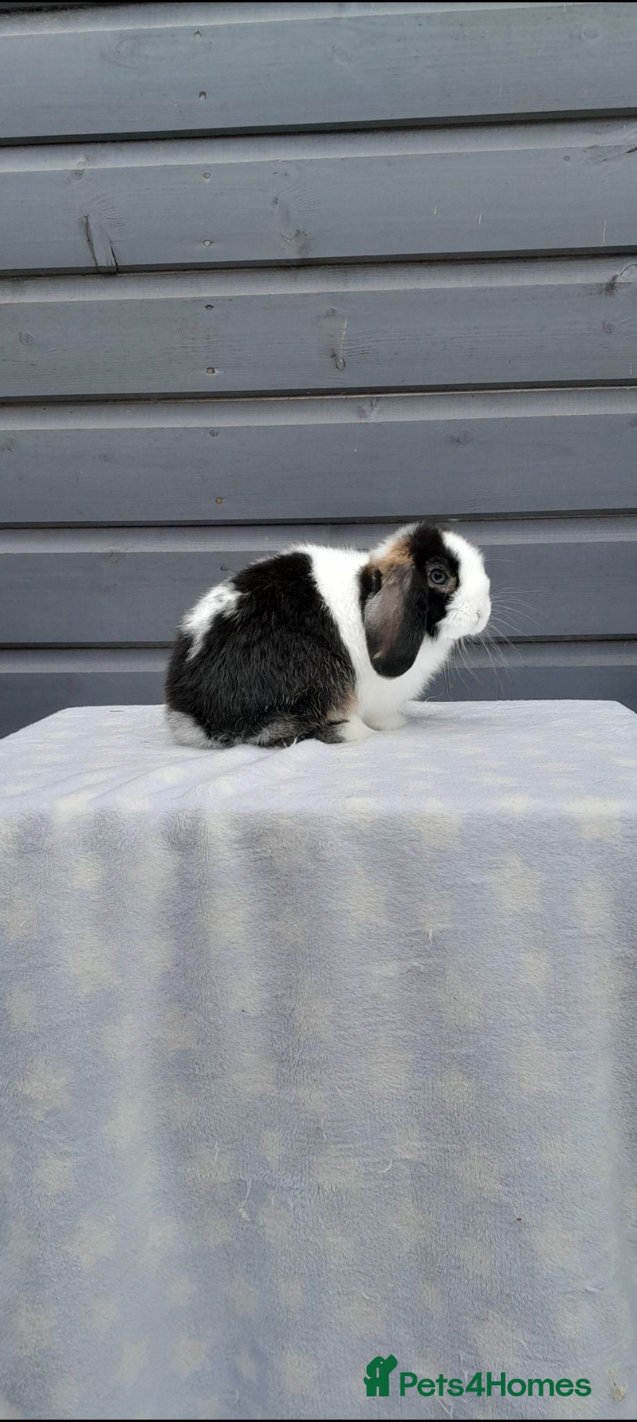 Mini Lop rabbits Stunning purebred mini lops  - Advert 2