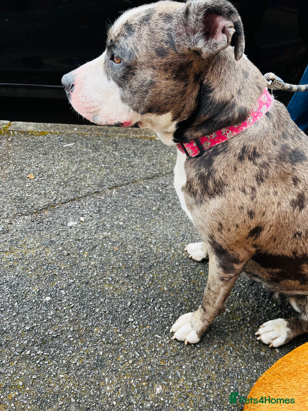 Staffordshire Bull Terrier dogs for sale: Beautiful Puppies Are  Looking For New Home :) - Advert 11