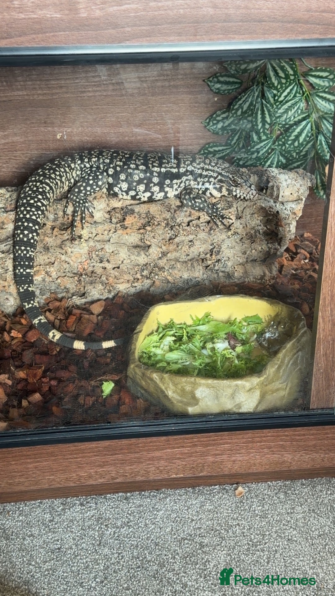Monitor reptiles Female tegu - Advert 4