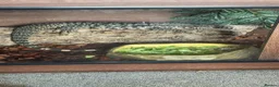 Monitor reptiles for sale: Female tegu - Advert 1