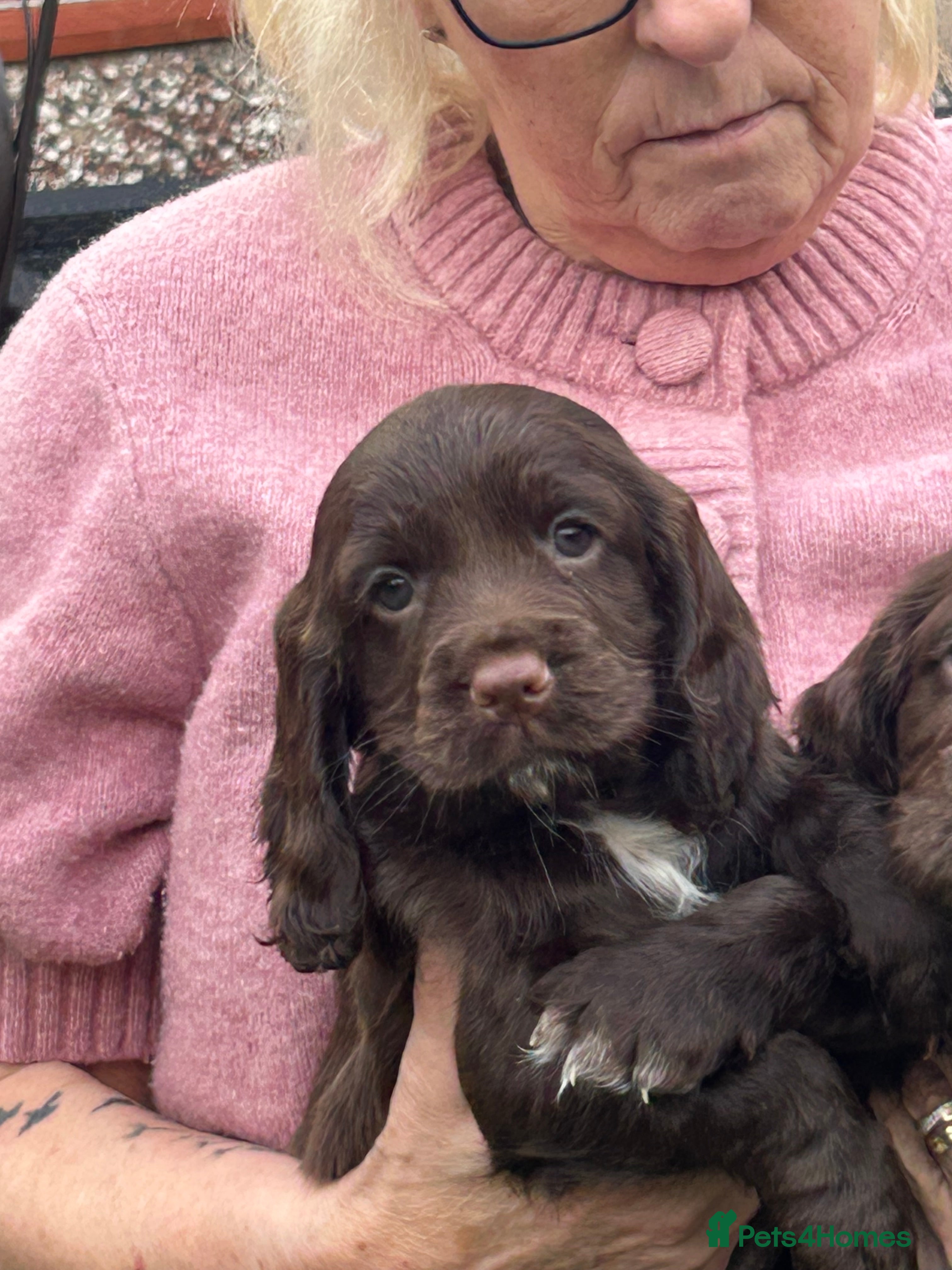 Cocker Spaniel dogs cocker spaniels - Advert 18