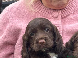 Cocker Spaniel dogs cocker spaniels - Advert 18