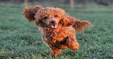 Miniature Poodle dogs - Advert 3