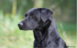 Labrador Retriever dogs for stud: At Stud Thistlecrack Grousegas Hip 0-0 Elbows 0-0 in Lymington - Image 2