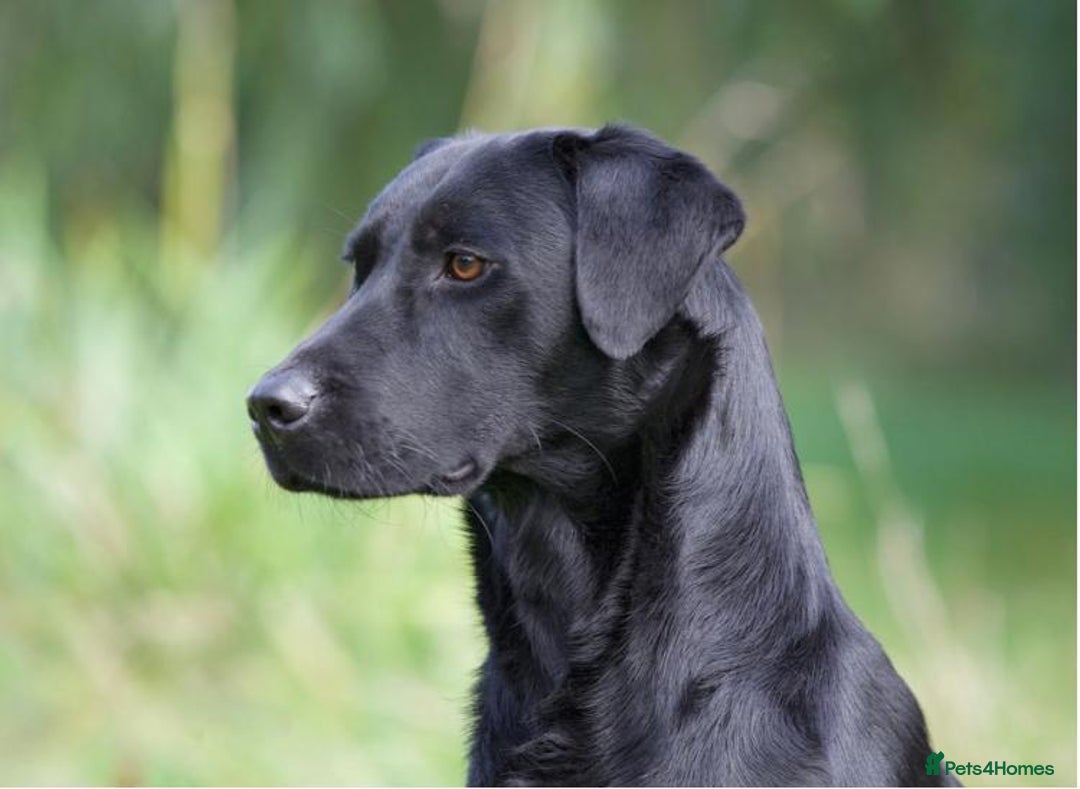 Labrador Retriever dogs for stud: At Stud Thistlecrack Grousegas Hip 0-0 Elbows 0-0 in Lymington - Image 2