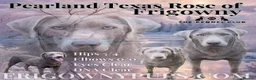 Labrador Retriever dogs for sale: 🩶 Quality RKC Reg Silver Labradors 🩶 - Advert 3