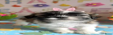 Lhasa Apso Puppy 1