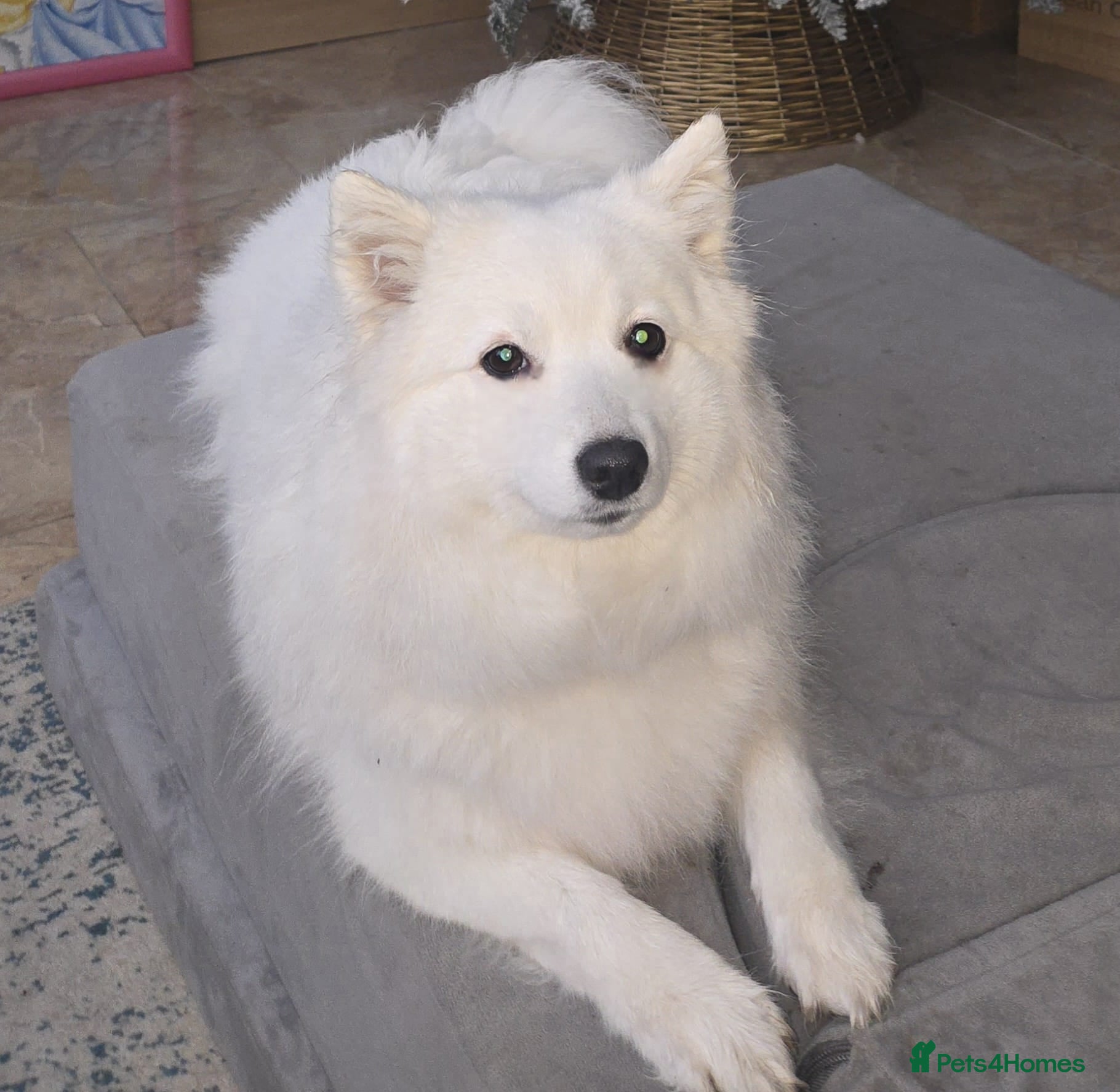 Mixed Breed dogs Japanese spitz cross puppies for sale - Advert 3