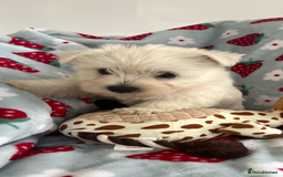 West Highland Terrier dogs for sale: Westie puppies available  - Image 2