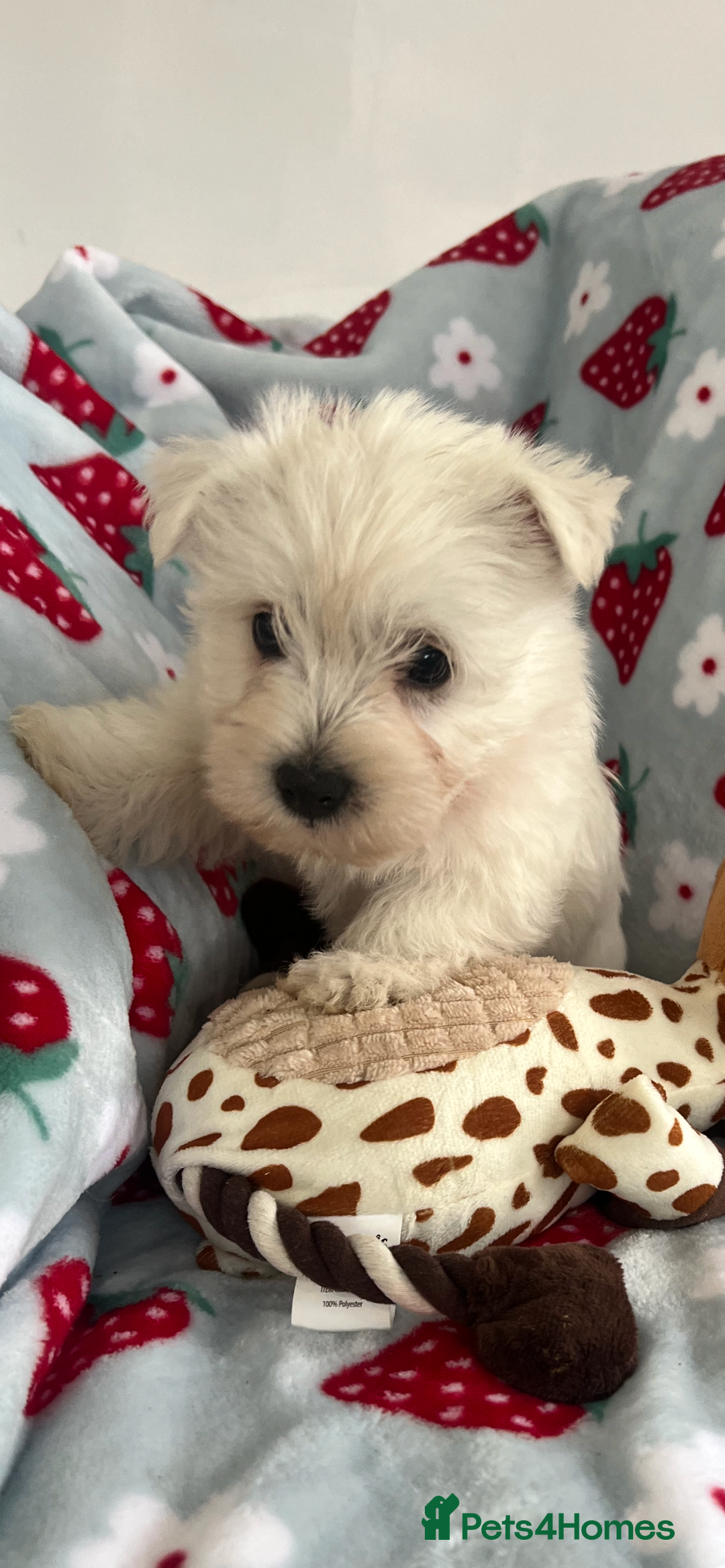 West Highland Terrier dogs for sale: Westie puppies available  - Image 2