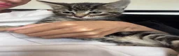 Mixed Breed cats for sale: 4, 8 week old kittens  - Advert 12