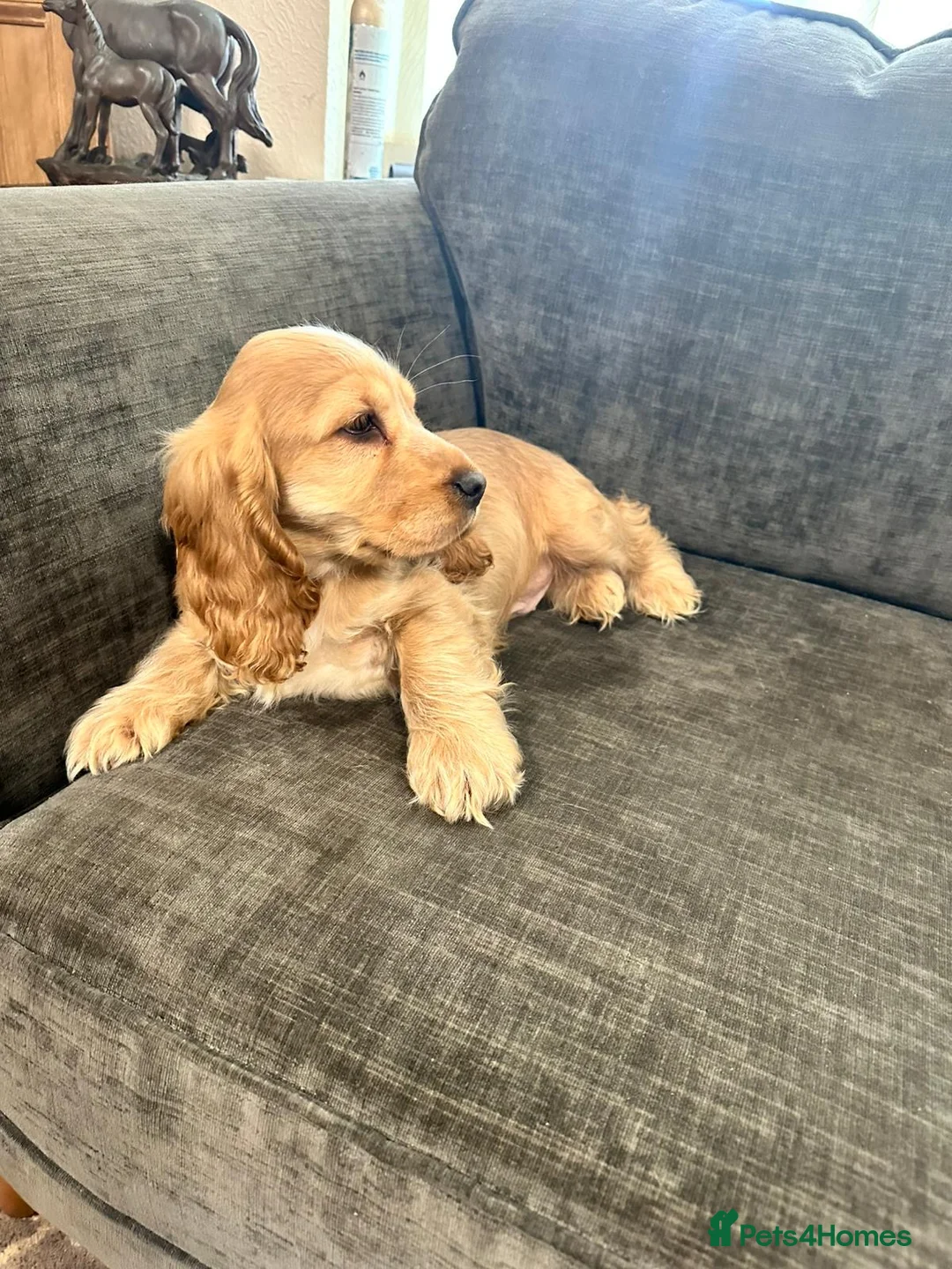 Cocker Spaniel dogs for sale: Male cocker spaniel  - Advert 1