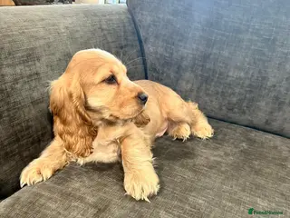 Cocker Spaniel dogs Male cocker spaniel - Advert 1