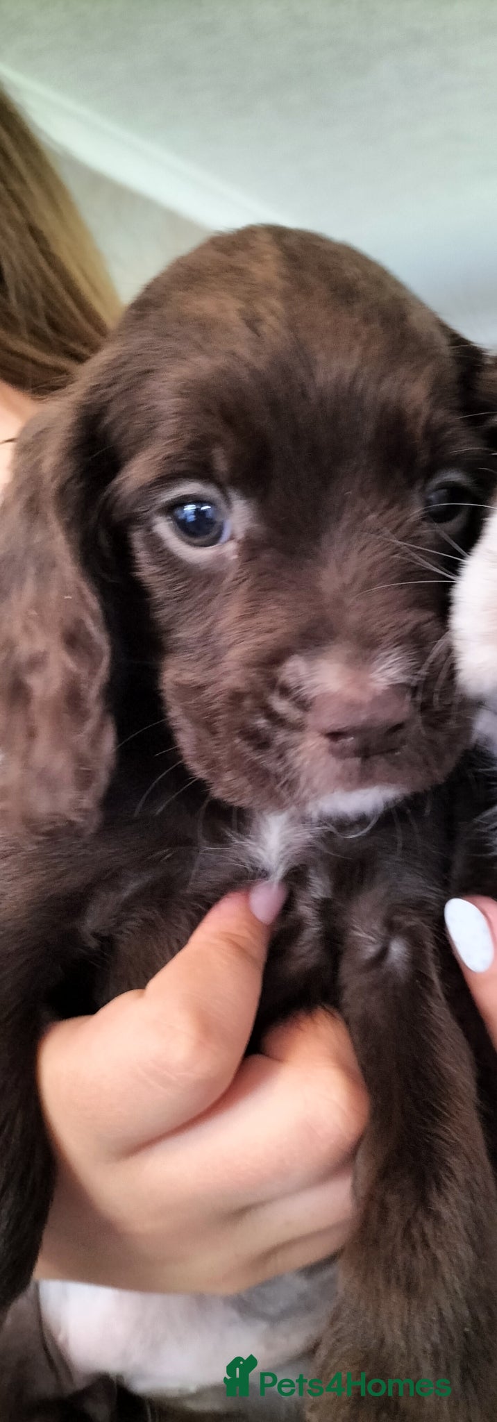 Sprocker dogs Sprocker pups - Advert 2