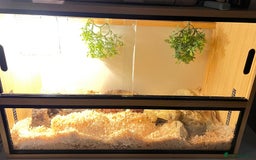 Corn Snake reptiles for sale: Adult corn snake with viv  - Image 1