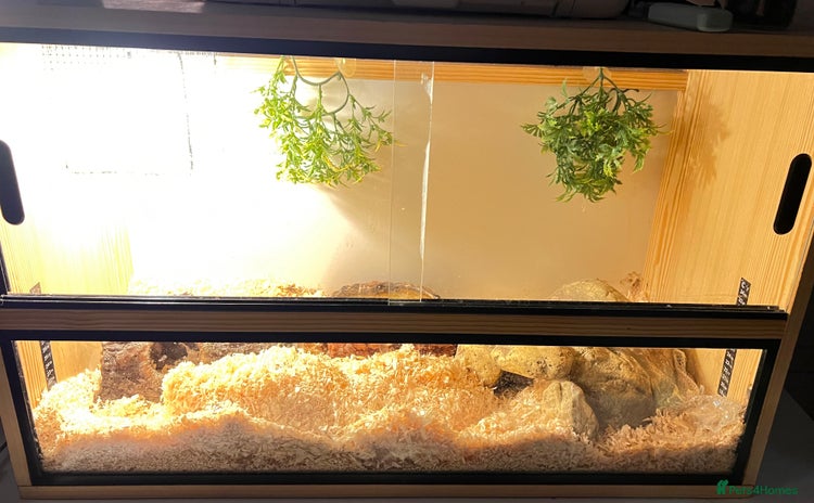 Corn Snake reptiles - Advert 1