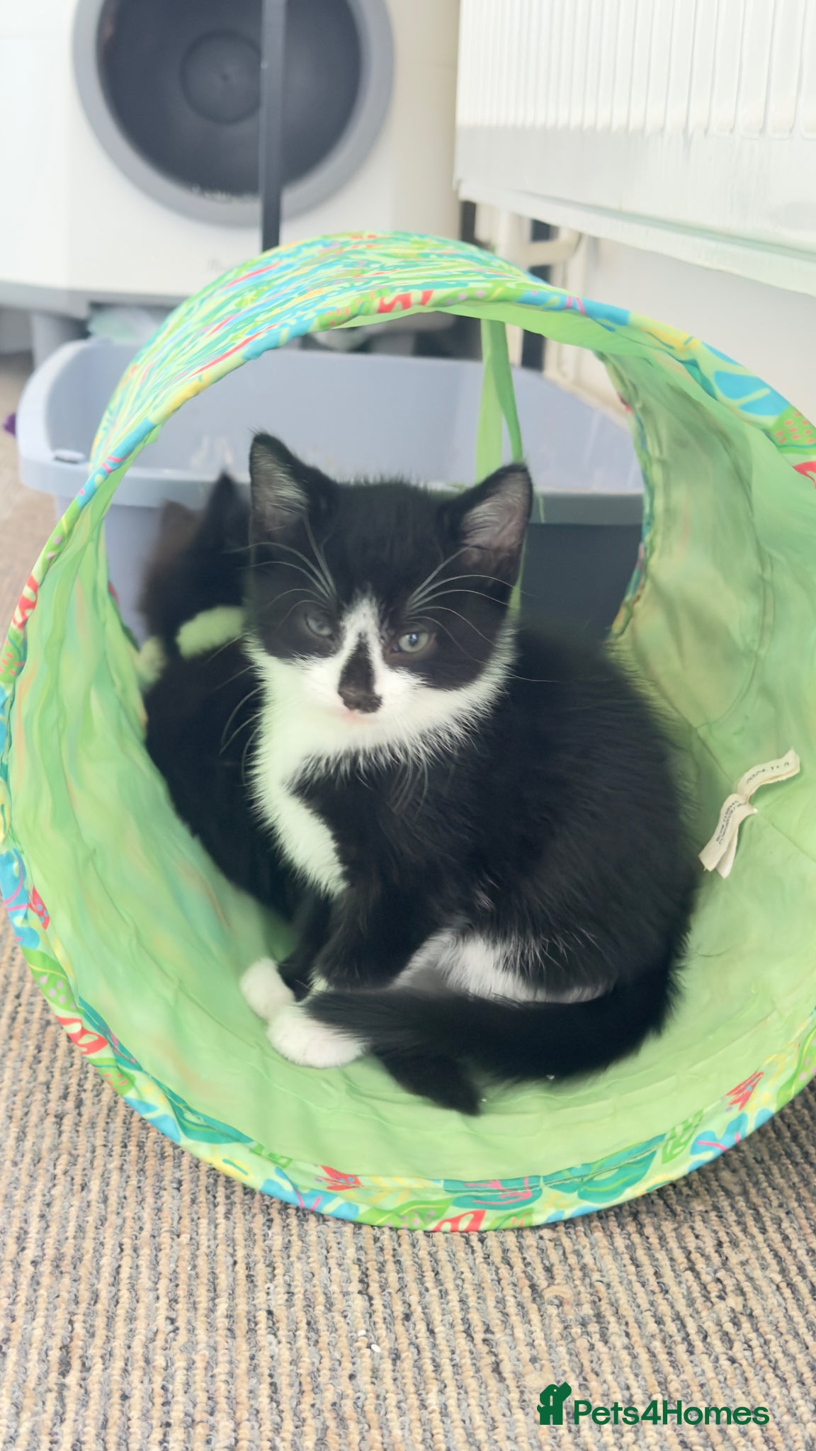 Mixed Breed cats Black & white kitten - Advert 1