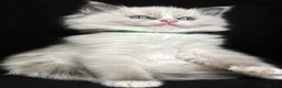 Ragdoll cats for sale: Sweet Ragdoll Kittens Looking for Loving Families  - Advert 8