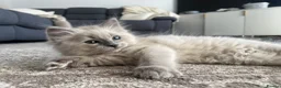 Ragdoll cats for sale: 🩶 READY NOW Blue Mink Cherubim BOY 🩶 - Advert 6