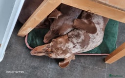 Miniature Dachshund dogs for sale: Beautiful Miniature Smooth Girl Mabel - Image 3