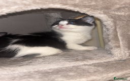 Maine Coon cats for sale: British Short Hair cross B&W Female Kittens❤️ - Image 5