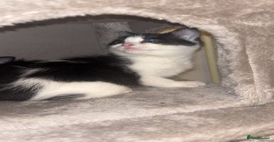 Maine Coon cats British Short Hair Cross Kittens❤️ - Advert 2