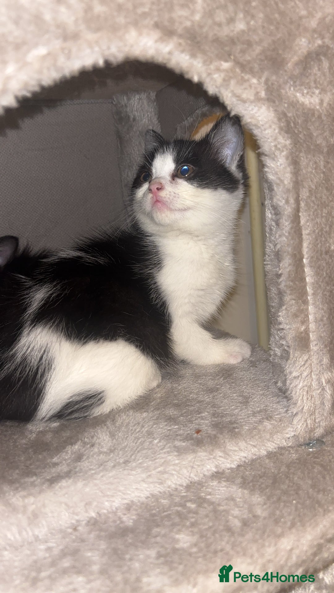 Maine Coon cats for sale: British Short Hair cross B&W Female Kittens❤️ - Image 5