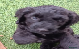 Cockapoo dogs for sale: Pure black cockerpoo  puppies  - Image 3