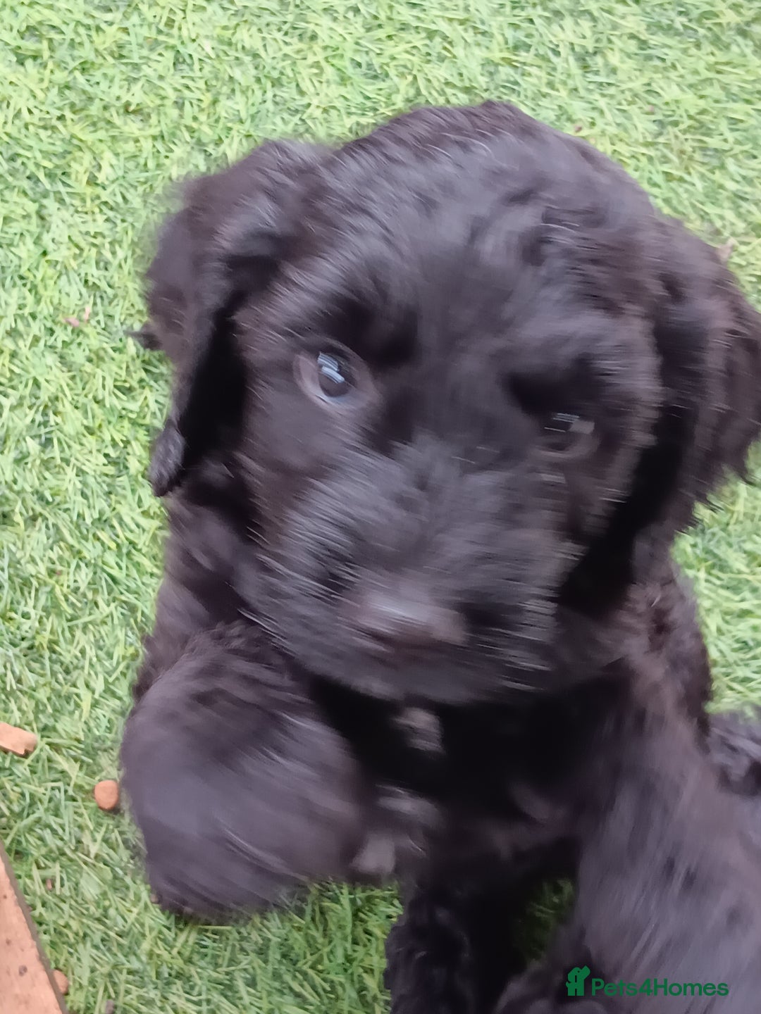 Cockapoo dogs for sale: Pure black cockerpoo  puppies  - Image 3