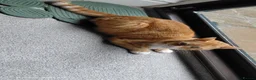 Bengal cats for sale:  Looking for a Loving Forever Home. Bengal/Calico - Advert 5