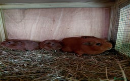 Guinea Pig rodents for sale: Male guinea pigs  - Image 7