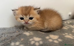 British Shorthair cats for sale: GCCF registered Golden BSH champion line, Boys - Image 20