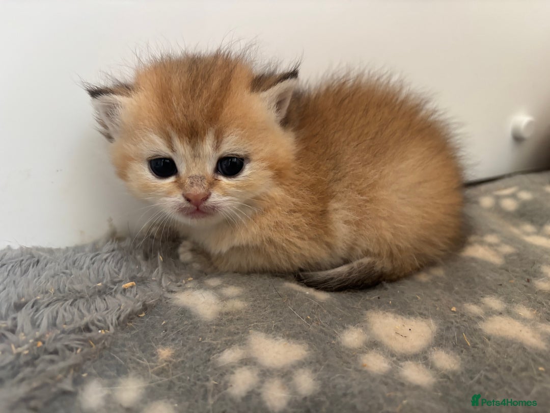 British Shorthair cats for sale: GCCF registered Golden BSH champion line, Boys - Image 20