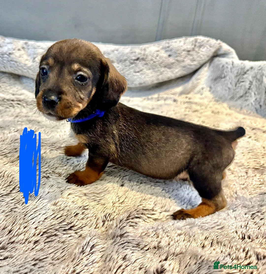 Dachshund dogs for sale: wirehaired dachshunds (teckels) - Image 23