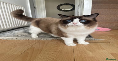 Ragdoll cats - Advert 6