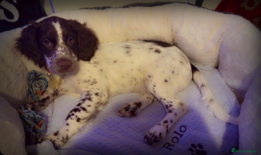 Sprocker dogs for sale: Sprocker spaniel - Advert 3