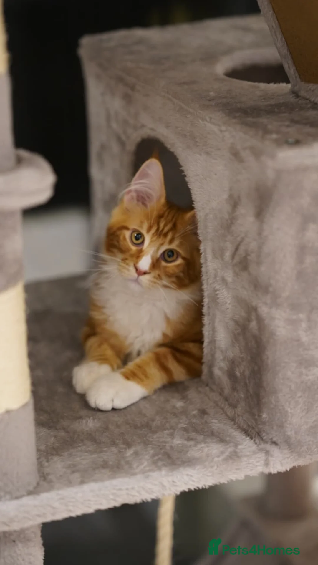 Maine Coon cats for sale: Maine coon ginger boy - Advert 5