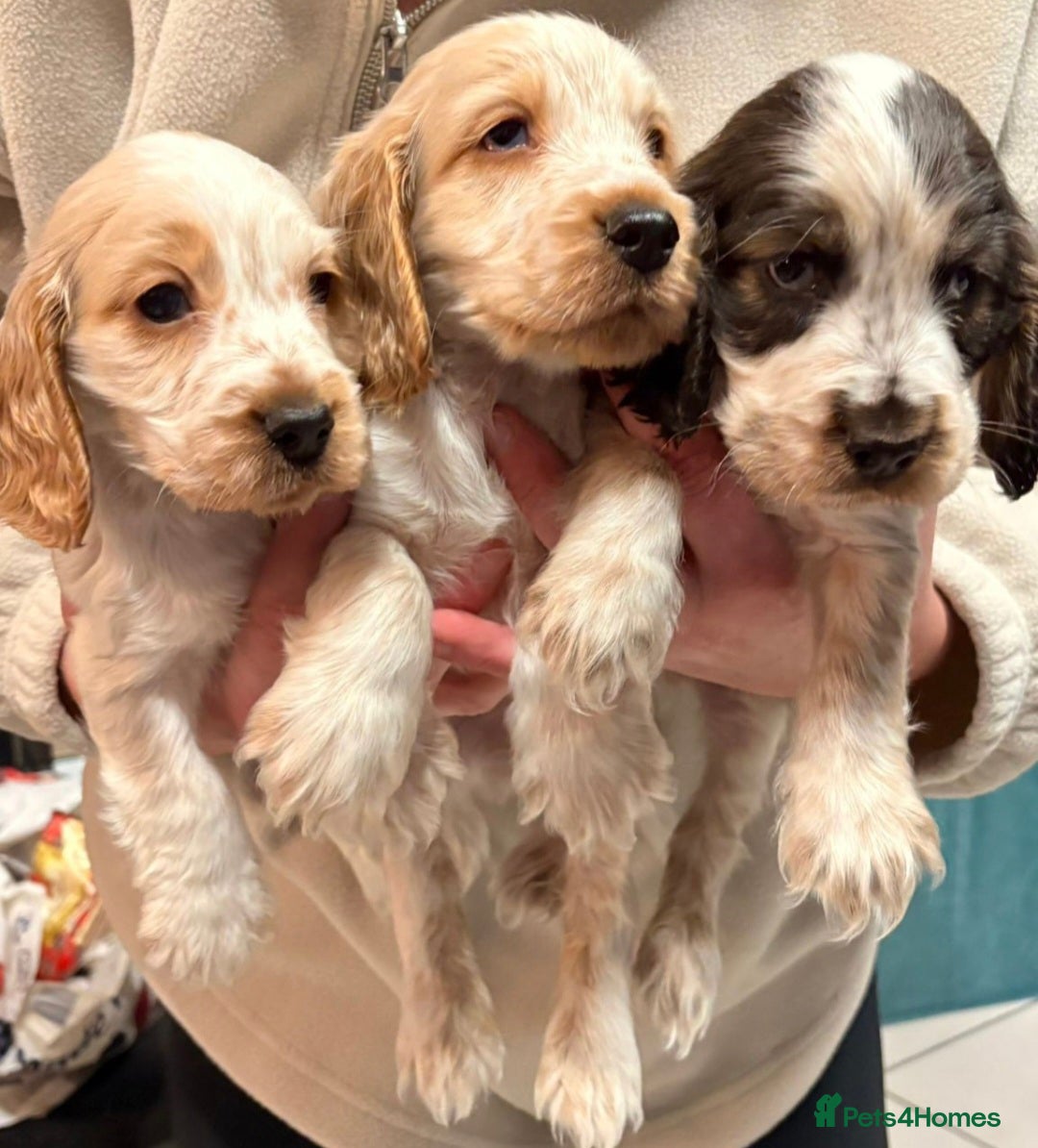 Cocker Spaniel dogs LAST 2 Show Cocker Spaniel Puppys - Advert 2