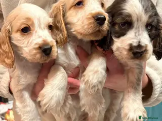 Cocker Spaniel dogs LAST 2 Show Cocker Spaniel Puppys - Advert 2