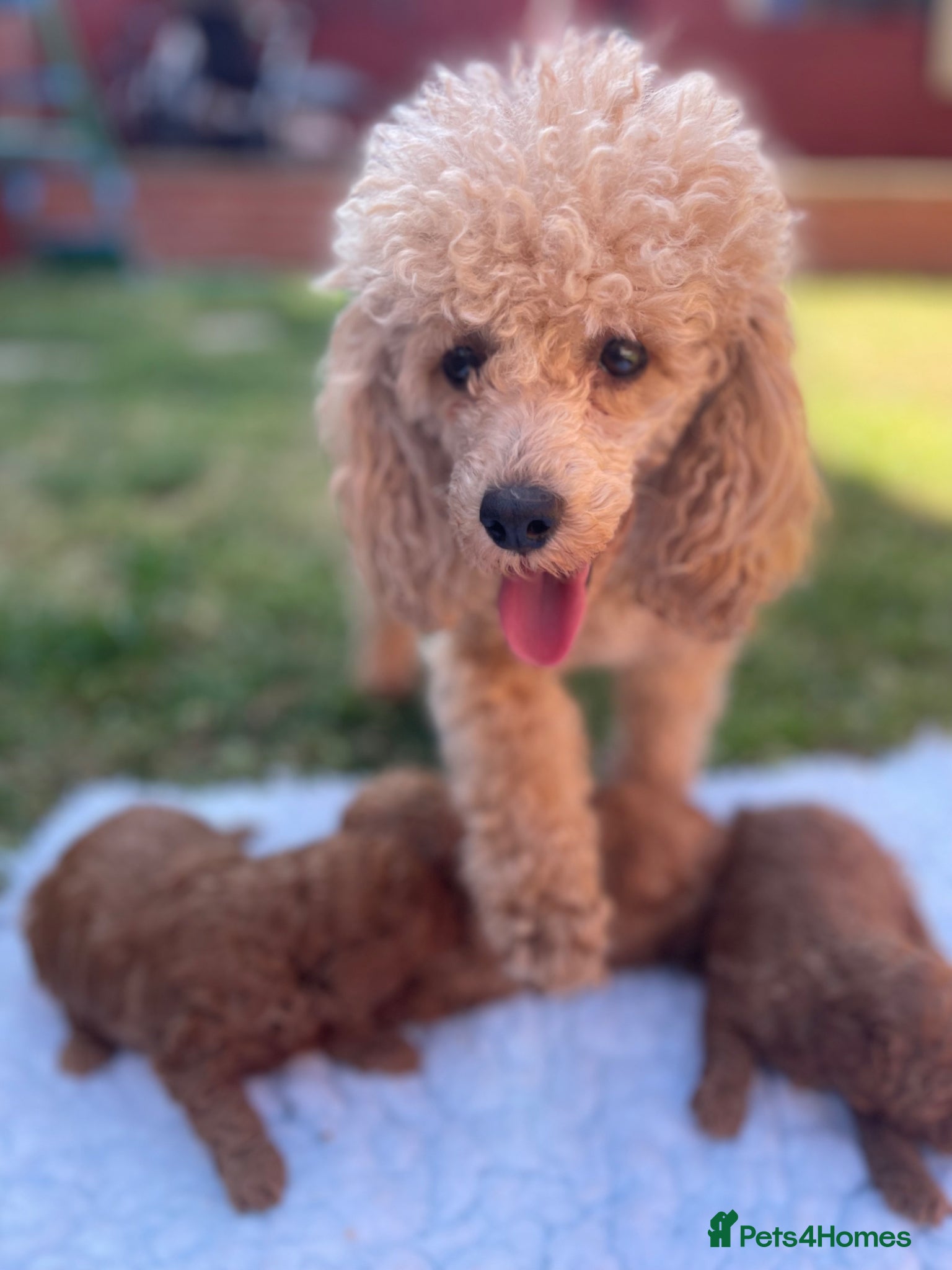Toy Poodle dogs Kc registered toy poodle - Advert 4