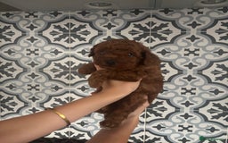 Toy Poodle dogs for sale: Kc reg extremely Heath tested  - Image 9