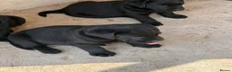 Labrador Retriever dogs for sale: KC reg Labrador puppies, working show type in Hereford - Advert 6