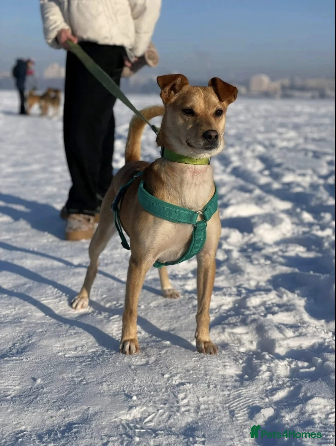 Mixed Breed dogs for adoption: 💙🐶 JAX – THE BOY WHO FITS INTO ANY HEART 🐶💙 in Burton-on-Trent - Advert 1