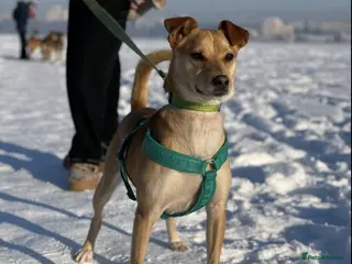 Mixed Breed dogs 💙🐶 JAX – THE BOY WHO FITS INTO ANY HEART 🐶💙 - Advert 2