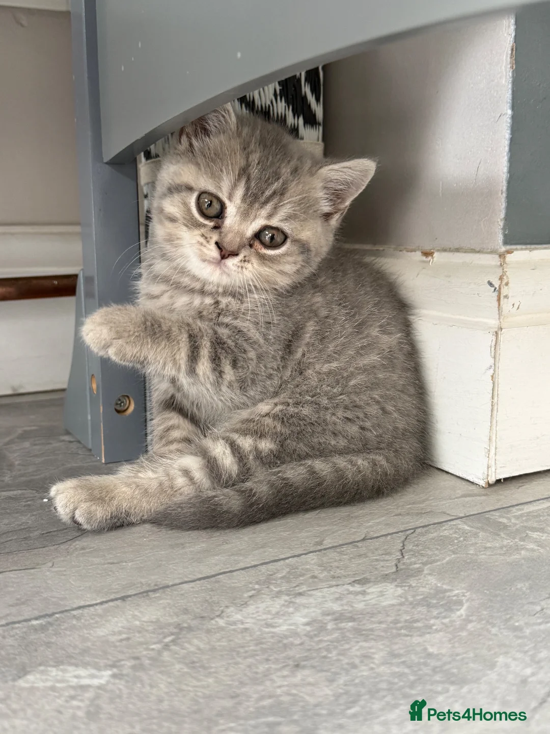 British Shorthair cats for sale: Beautiful British Shorthair Kittens 7 Weeks Old 🐾 - Advert 2