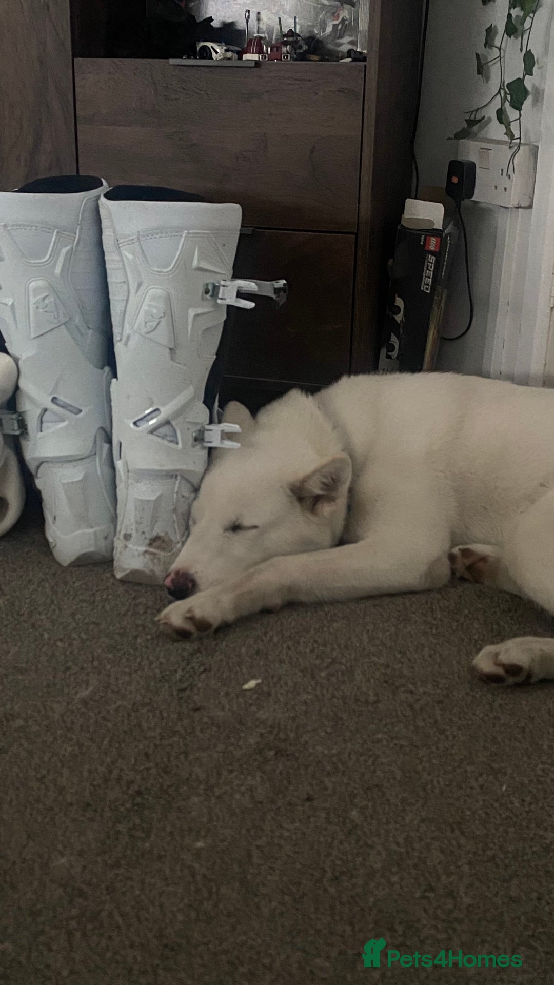 Mixed Breed dogs for sale: White Female Akita - Image 3