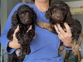 Cockapoo dogs Cockapoo Puppies ready to leave from 13th June - Advert 1
