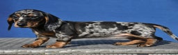 Dachshund dogs for stud: Piebald colored Dachshund for stud! in Preston - Advert 9