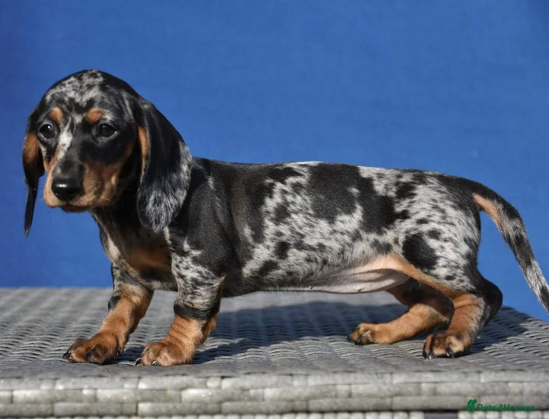 Dachshund dogs for stud: Piebald colored Dachshund for stud! in Preston - Advert 9