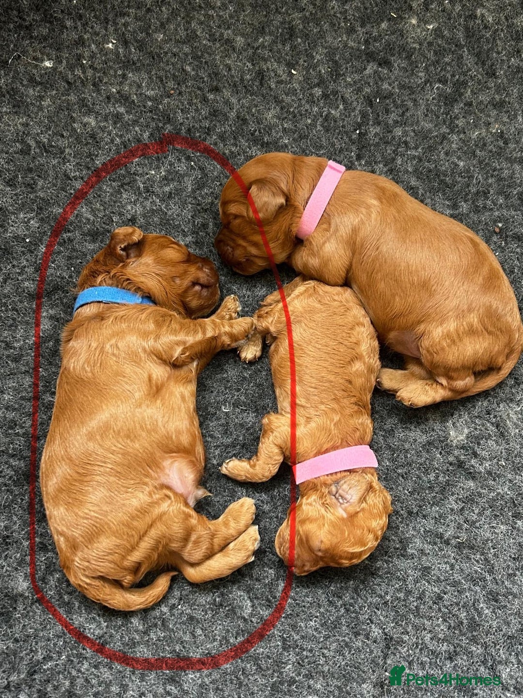 Cavapoo dogs for sale: Cavapoo pup for sale - Image 2